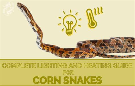 Corn Snake Complete Lighting and Heating Guide – Zen Habitats