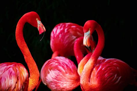 Flamingo Spreading Its Wings · Free Stock Photo