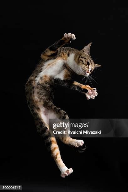 Cat Leaping In Air Photos And Premium High Res Pictures Getty Images