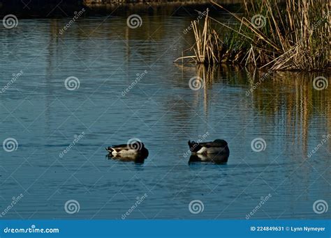 Mallard Ducks At Canyon In The Texas Panhandle Near Amarillo Stock