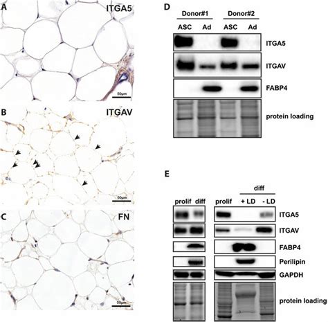 Expression Of Fibronectin Receptors Itgav And Itga5 In Vivo And