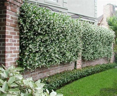 Star Jasmine Trellis - G4rden Plant