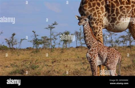 Cute giraffe calf Stock Videos & Footage - HD and 4K Video Clips - Alamy