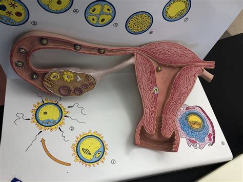 stages of fertilization Diagram | Quizlet