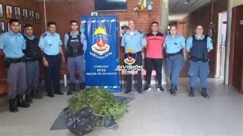 Lo Buscaban Por Violento Y Le Encontraron Plantas De Marihuana Mejor