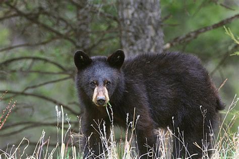 Black Bears Sighted in Acadia National Park