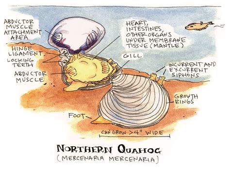 Quahog - National Maritime Historical Society