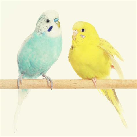 Keeping a Budgie as a Pet • Popular Pet Birds • Petmania Pet Care Advice