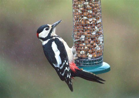 Tuesday 3rd January 2023 Cornwall Birds CBWPS