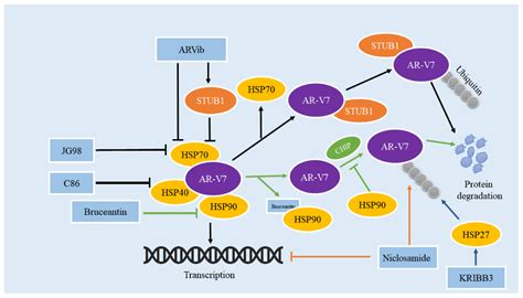 Cancers Free Full Text The Crucial Role Of Ar V7 In Enzalutamide