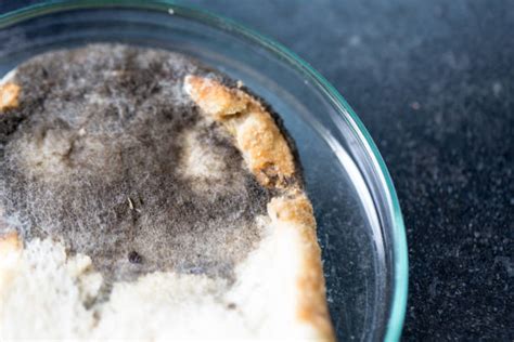 100+ Moldy Bread Experiment Stock Photos, Pictures & Royalty-Free Images - iStock