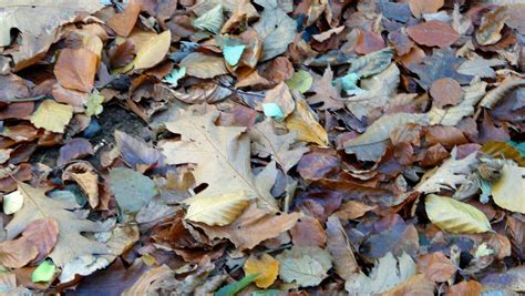 Tapis Les Feuilles Mortes Se Ramassent La Pelle Flickr