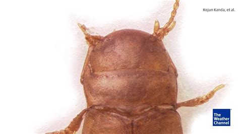 Mystery Surrounds Rare Species of Beetle - Videos from The Weather Channel