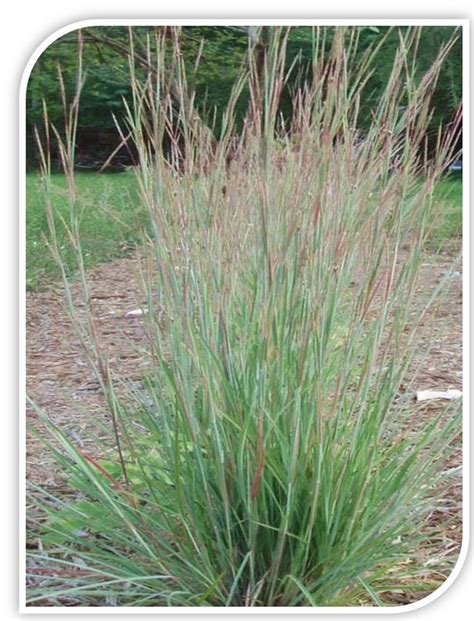 Little Bluestem Seeds - Etsy