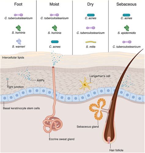 Innate Immunity Physical Barrier