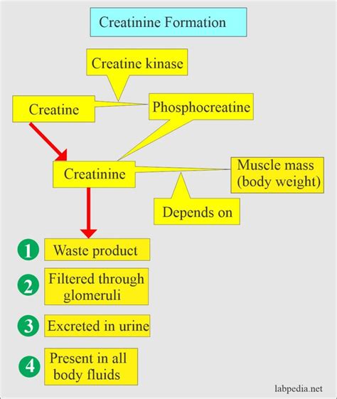 Creatinine Serum Creatinine