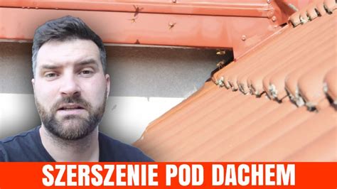 Gniazdo Szerszenie Pod Dachem W Kuku Ce Pogromca Szkodnik W