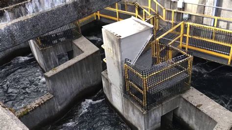 Fish Ladder For Salmon At Bonneville Dam Youtube