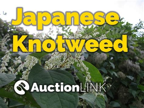 Japanese Knotweed Vanessazahraa