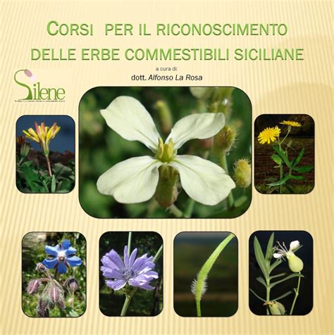 Corsi Sulle Erbe Spontanee Commestibili Cooperativa Silene