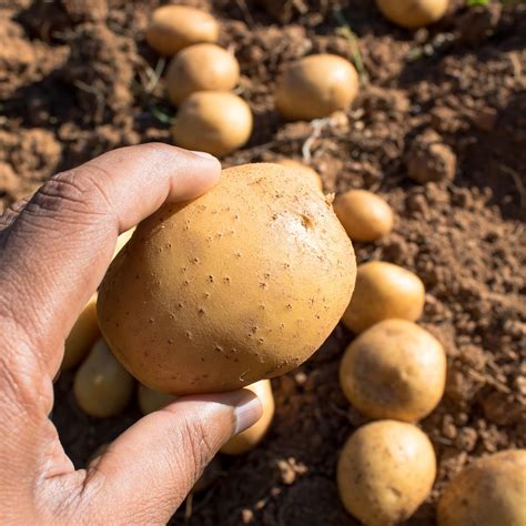 Plantação de batata maximize seus resultados os organominerais