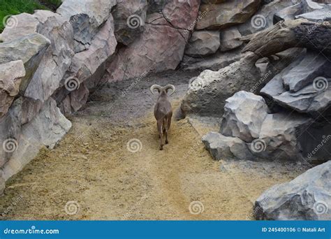 Mountain Goat in zoo stock photo. Image of hoofed, horns - 245400106