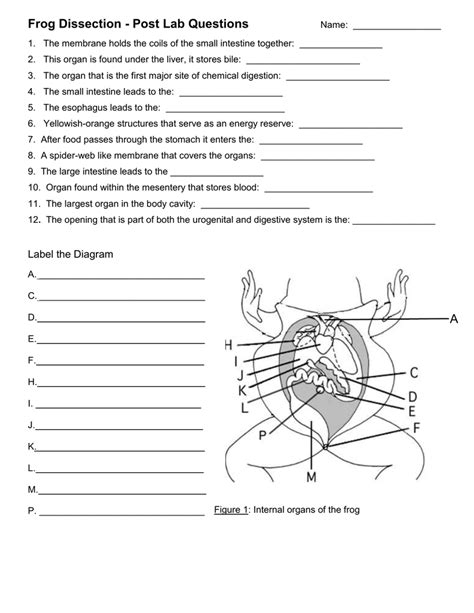 Frog Dissection Worksheet Answer Key – Pro Worksheet