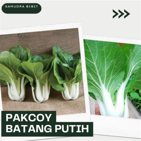 Jual Benih Sawi Pakcoy Batang Putih Known You Seed Bibit Tanaman