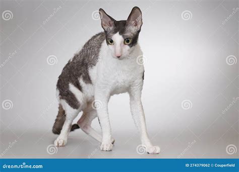 Adult Male Of Cornish Rex Breed Cat Posing On Background Stock Photo