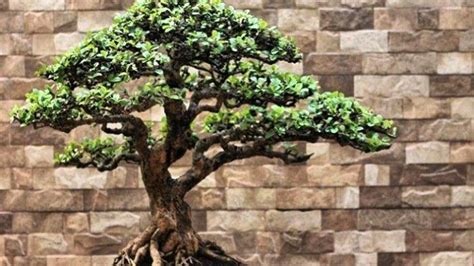 Gambar Pohon Bonsai – denah