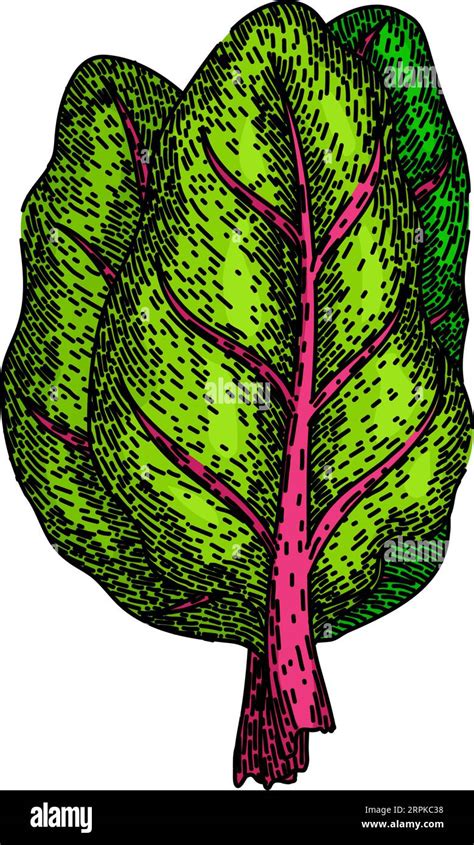 mangold chard sketch hand drawn vector Stock Vector Image & Art - Alamy