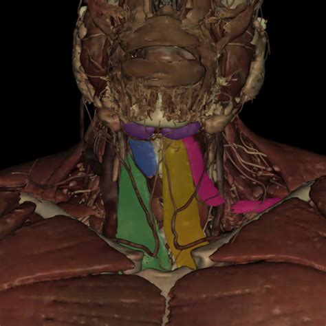 Anterior Neck Face And Tmj Muscles Pictures Origin Insertions