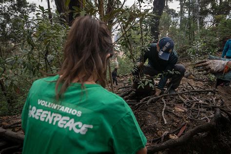 Greenpeace celebra la ratificación de Colombia en el Acuerdo de Escazú