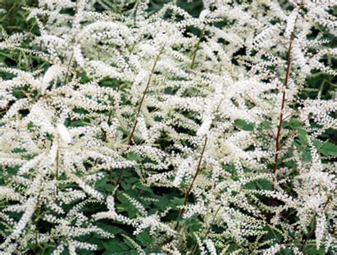 Aruncus Misty Lace Geitenbaard Bloemenpark Appeltern