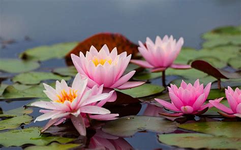 Exploring The Diversity Of Native Uk Aquatic Plants Diapteron Shop