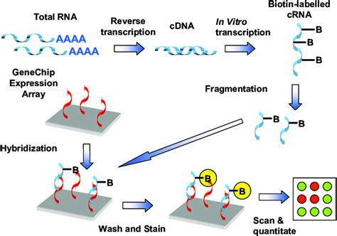 Overview Of The Different Steps Required To Perform Affymetrix Genechip