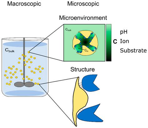 Molecules Free Full Text The Microenvironment In Immobilized