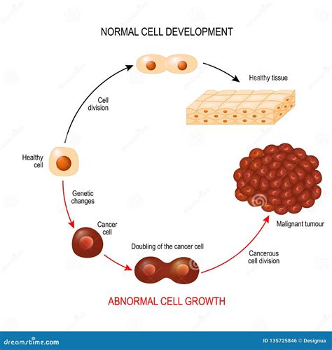 Cancer Cell Cycle Diagram