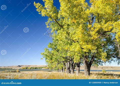 Row Of Poplar Trees With Fall Colors And Lake Diefenbaker Stock Photo