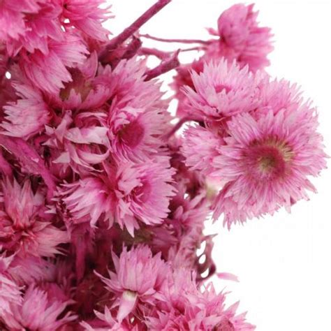 Floristik It Mini Fiore Di Paglia Rosa Fiori Secchi Fiore Di Roccia