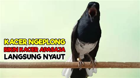 Pancingan Suara Kacer Ngeplong Bikin Kacer Apapun Langsung Nyaut Gacor