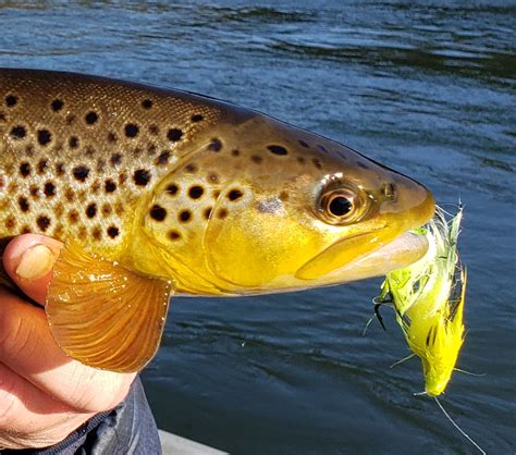 Streamer Fishing And Lots Of Rain White River Arkansas Guided Fly