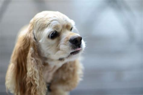 犬 カテゴリ 東京ecoいきもの図鑑