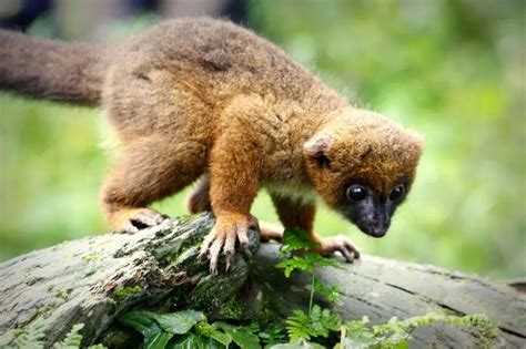 Red-Bellied Lemur - Facts, Diet, Habitat & Pictures on Animalia.bio