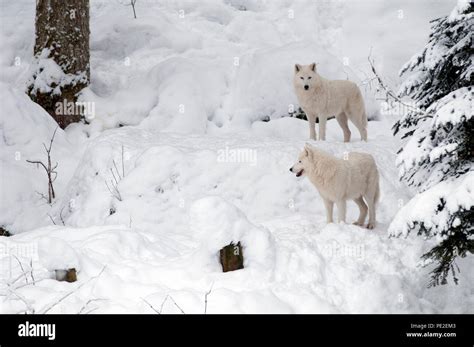 Arctic Wolf Canis Lupus Arctos In The Snow Stock Photo Alamy