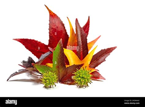 American sweetgum, leaves and fruit against white background Stock ...