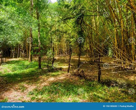 Bamboo Forest in Kaveri Nisargadhama Coorg, Karnataka Stock Photo ...