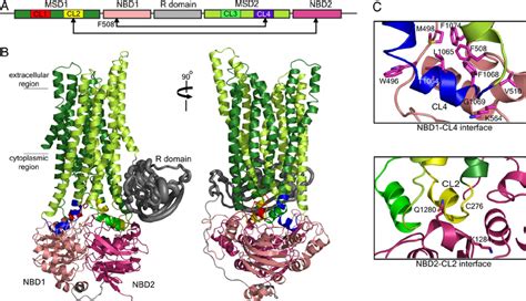 Theoretical Model Of Cftr Structure A Schema Of Cftr Primary