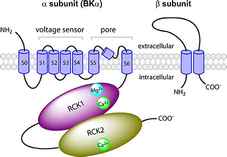 Frontiers Regulation Of Bk Channels By Auxiliary Subunits Physiology