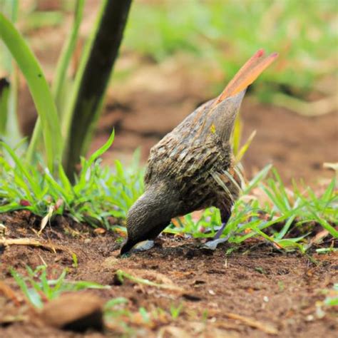 Miner Birds Natures Avian Engineers